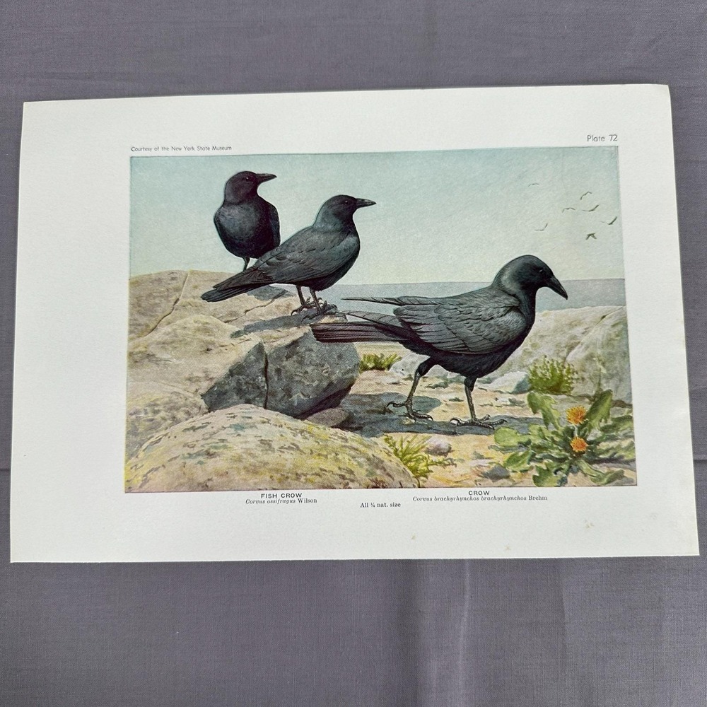 Louis A Fuertes Fish American Crow 1936 Vintage Bird Book Plate Wall Art